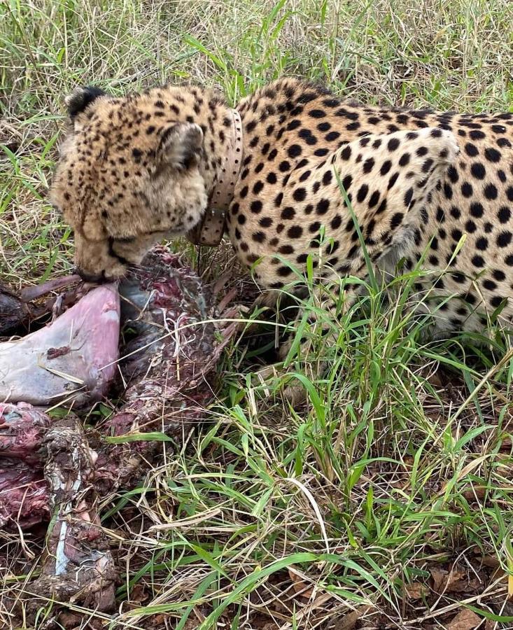 Overnight Stop Before Kruger National Park Phalaborwa Esterno foto