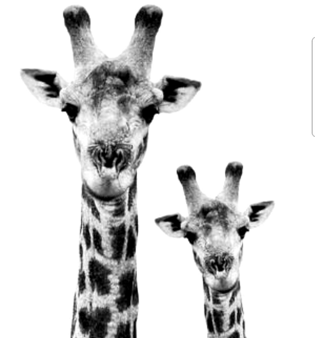 Overnight Stop Before Kruger National Park Phalaborwa Esterno foto